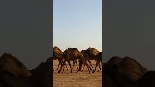 Saudi Camels! 🤩🤩