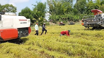 Đi Theo Máy Cắt Lúa Nào Cũng Bắt Dính Chuột, KUBOTA Dc70 Plus & Yanmar 70 Combine Harvester, LADY765