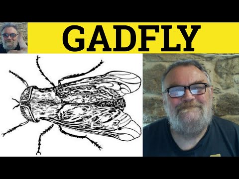 Video: Was betyder gadfly?