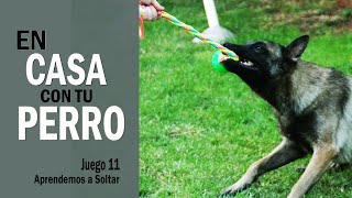 👍 En CASA con tu PERRO 🐕🏠 [JUGAR con tu PERRO en CASA Juego 11 Aprender a Soltar ] - Cuarentena by Funny Dogs Training - Maria José García 210 views 4 years ago 15 minutes