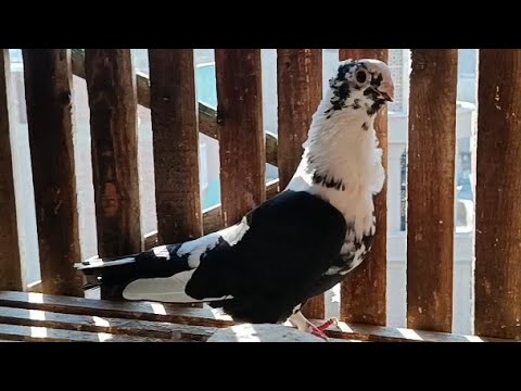 تعالي نشوف لوحد مبتدأ أو غاوي تعرفو ازي وجبت 3 شبابات مع اوطة إمبابة 