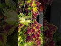 My coleus plants ❣️ #garden #coleus #mygardenflowers #summer #gardening