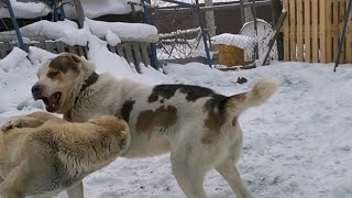 Central Asian Shepherd Dog - Среднеазиатская овчарка - Alabai - Алабай - Alabay