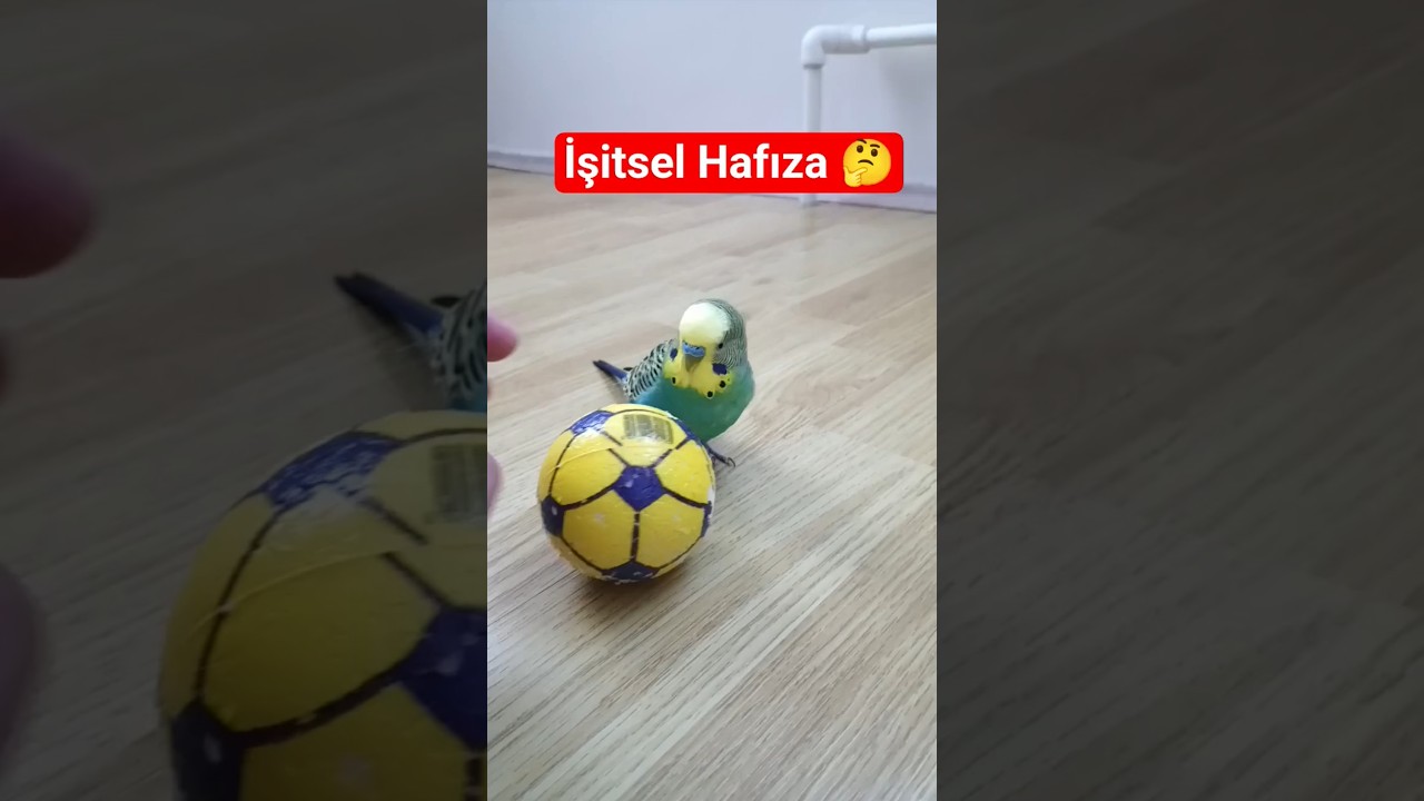 Beyinleri Ses Haritası Oluşturuyor! 🔊 #MuhabbetKuşu #SesTanıma #BirdMemory #BudgieBehavior