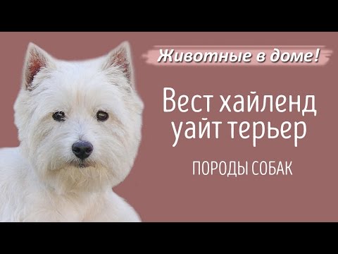 Вест хайленд уайт терьер - породы собак.
