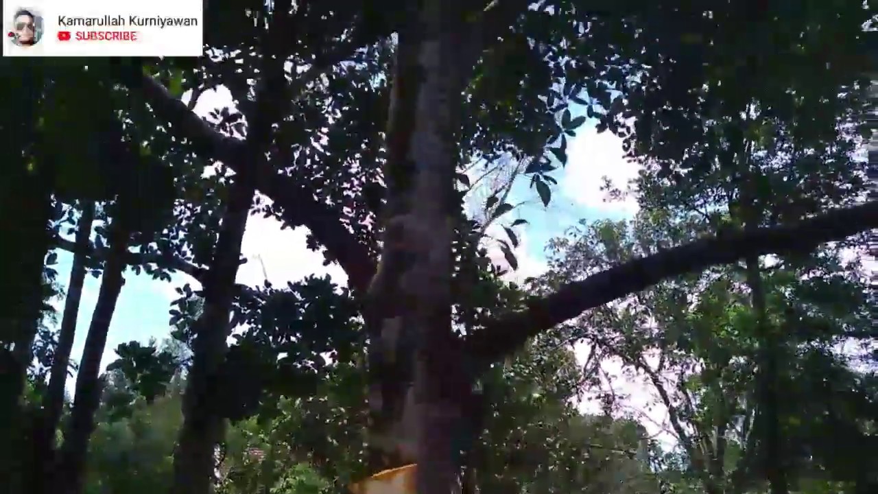 Pohon Gaharu Kalimantan selatan YouTube