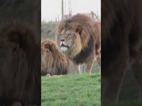 Lion Roar Sound Shear Ki Awaaz Lion Roaning Hindi Tv