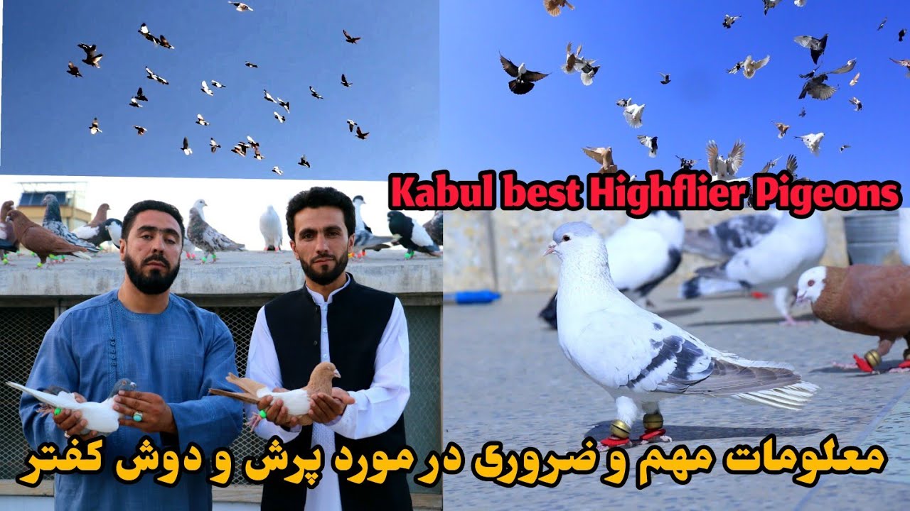 شوق با شعیب بابکرخیل /Beautiful and Unique Flying Pigeons of Kabul Afghanistan