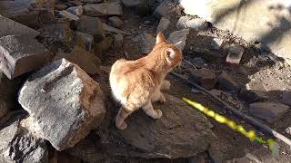 Cat. @PaullyBoiPlays