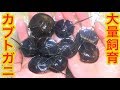 カブトガニを大量購入した結果 可愛い過ぎた！【マルオカブトガニ 】