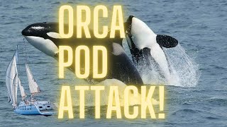 Gibraltar Orca Pod Attacks Sailboards & Fishermen - Captured On Camera