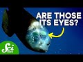 The Mystery of the Barreleye Fish