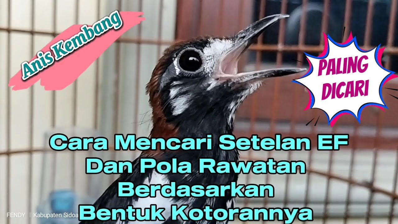 Menemukan Setelan EF dan Pola Rawatan Anis Kembang Berdasarkan Bentuk Kotorannya@sobat_aniskembang