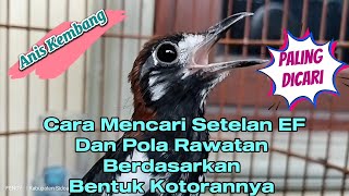 Download Lagu Menemukan Setelan EF dan Pola Rawatan Anis Kembang Berdasarkan Bentuk Kotorannya@sobat_aniskembang MP3