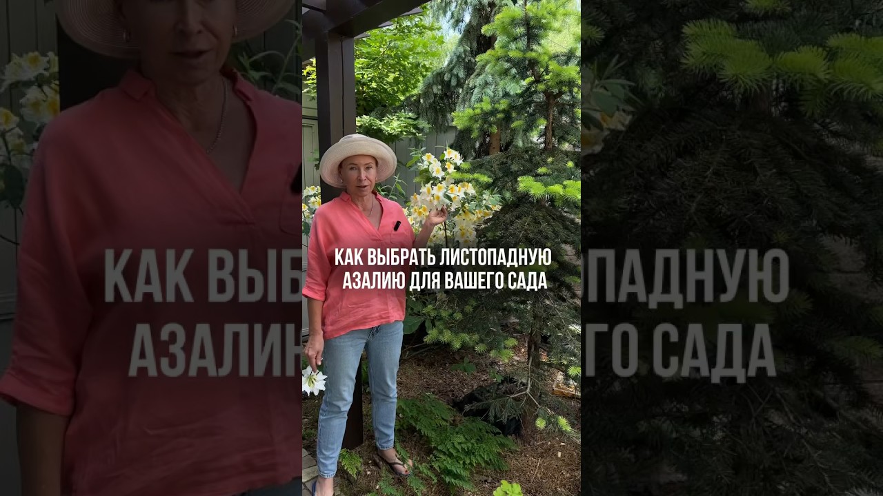 АЗАЛИЯ ДЛЯ ВАШЕГО САДА.
