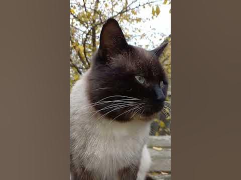 Страшный кот🤣 - YouTube