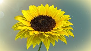 Sunflower 3d Animated screenshot 2