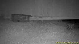 Fox in the Yard - Fox Trapping - Get Rid of Foxes