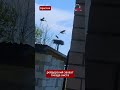 Настоящий рейдерский захват! Аисты устроили войну за гнездо в Беларуси  #беларусь #youtubeshorts