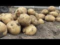 春ジャガイモを逆さ植えマルチやったら凄いことになりました!【ジャガイモ試験栽培の結果】23/6/12