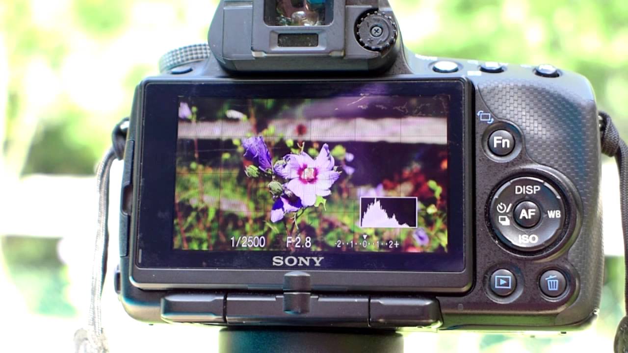 How to Control Your Camera's Depth of Field