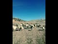 اروع موال قصبة ركروكي اروع موال قصبة ركروكي