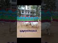 Happy kanuma#digitalmahila #smc4,day4#lifeskillcoachfor kids#telugutradition#lifeskillcoach #telugu