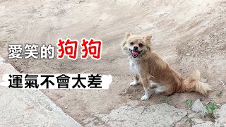 門前來了一隻流浪狗偶爾給它餵點吃的它便不再離開守在門口看家護院...