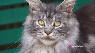Maine Coons Cat||Maine Coon Grooming Tips||Maine Coon Cat Lifespan