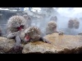снежные обезьяны Япония Japanese snow monkeys