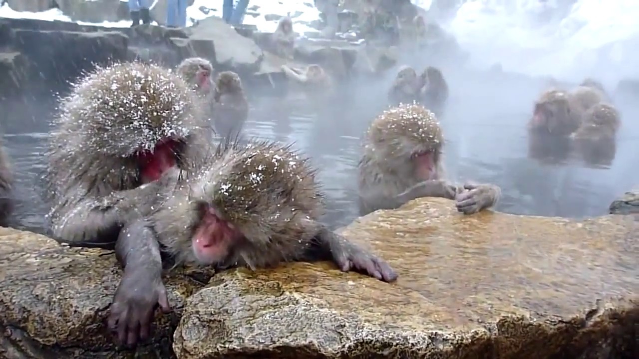 Купание обезьяны в теплой хоккей. Парк Джигокудани Япония. Парк обезьян Джигокудани. Парк снежных обезьян Джигокудани. Японские макаки в горячих источниках зимой.