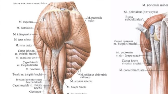 Jinsiy aloqa, jinsiy aloqa, qullik, porno