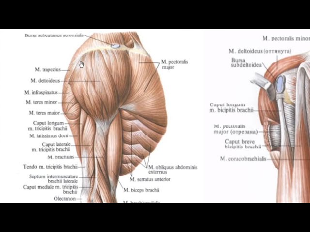 Internetda jonli mushuk