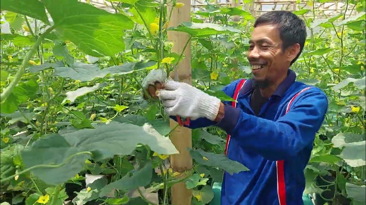 Seleksi Buah Melon Rangipo Rz 32 HST di Green House Rancakole Kec. Arjasari Kab. Bandung Seleksi Buah Melon Rangipo Rz 32 HST di Green House Rancakole Kec. Arjasari Kab. Bandung