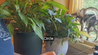 How to Use The Rescue Big Bag Fly Trap 
