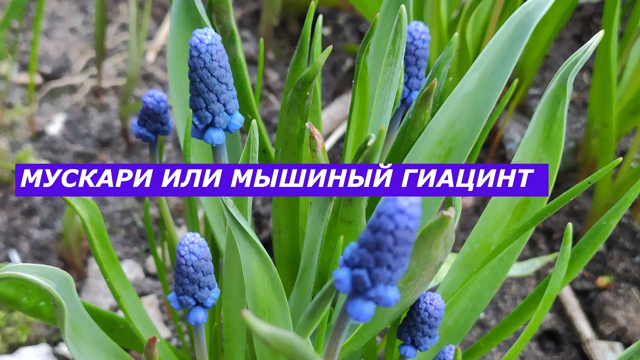 МУСКАРИКИ - YouTube