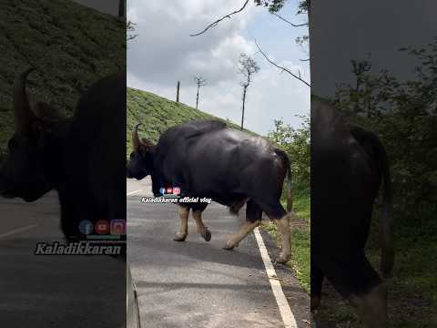 വാൽപ്പാറയിലെ വിസ്മയം 🦬 #animals #shortsfeed #travel