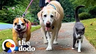 Cat Joins His Best Friend During His Daily Walk | The Dodo by The Dodo 10 days ago 3 minutes, 3 seconds 648,470 views