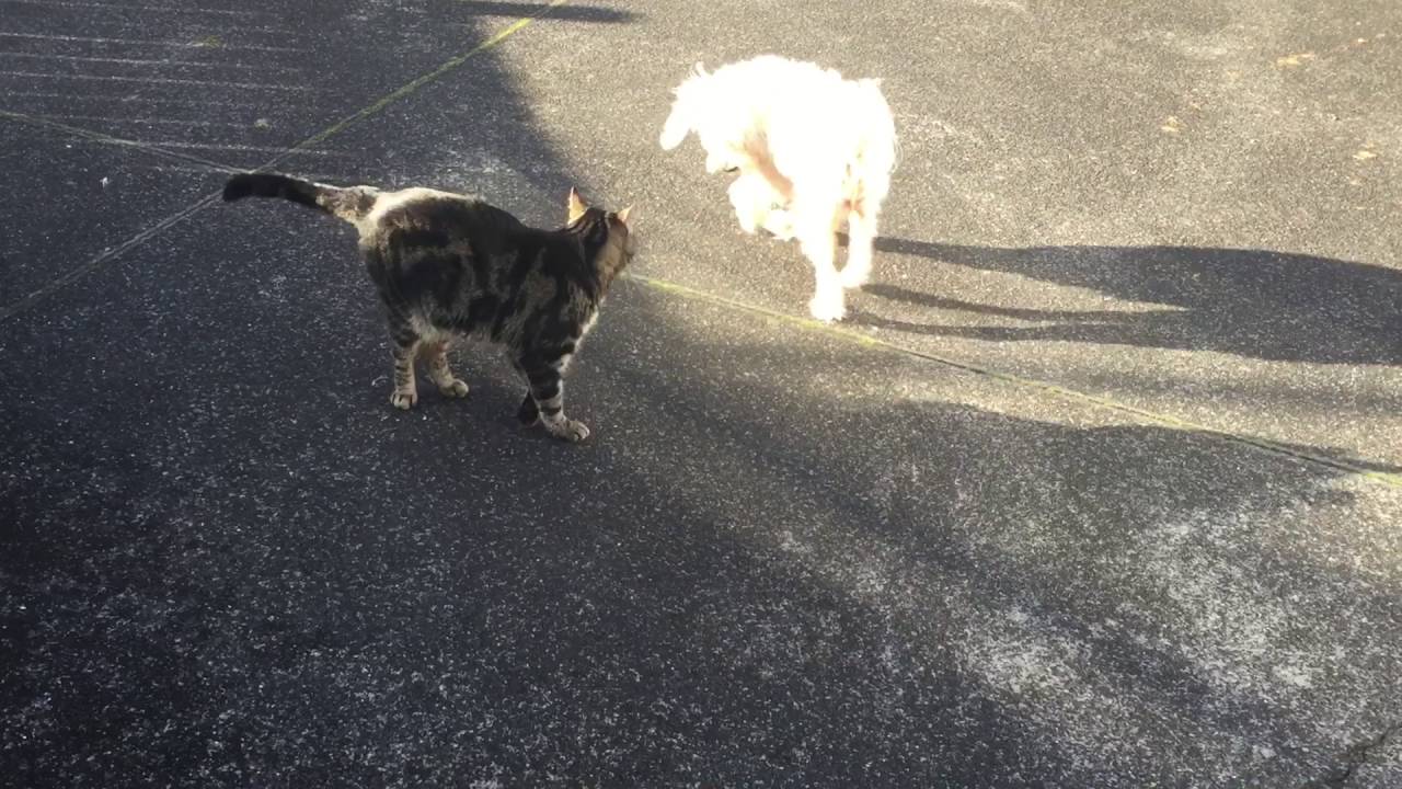 Cat choke holds dog YouTube