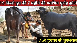 75₹ हजार से शुरुआत, 19 किलो दूध की चेक पास ग्याभिन बाखड़ी झोटी For Sale || Dr Monu Yadav