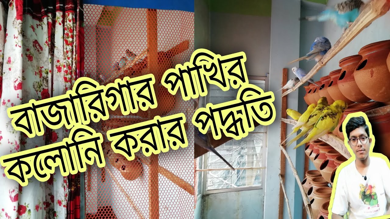 বাজারিগার পাখির কলোনি খামার | কলোনি করার পদ্ধতি | পাখির ব্রিডিং কিসে ভালো হয় ব্রিডিং বস্কে না হাড়িতে