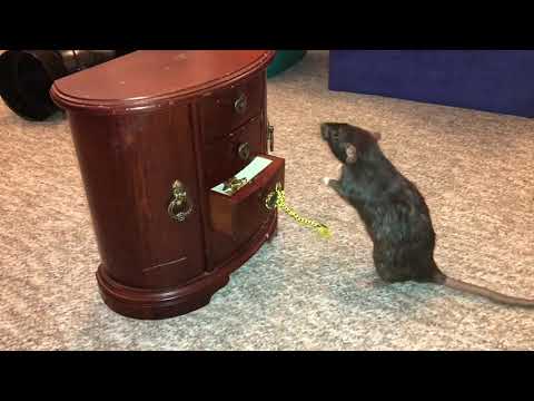 Olive Fetching from a Drawer and Present!
