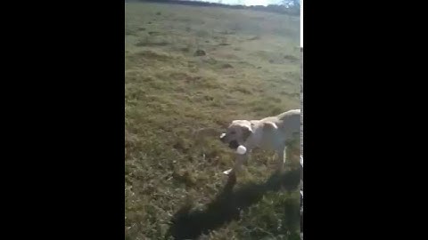 Chief Minor - force fetch progress