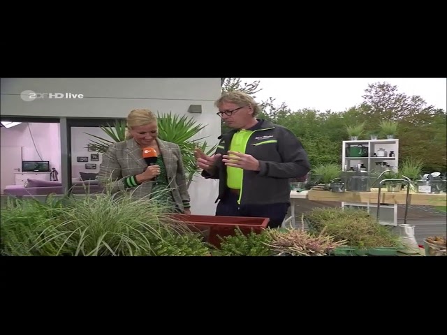 ZDF "Fernsehgarten": Blumenkasten für Herbst und Frühjahr gleichzeitig bepflanzen