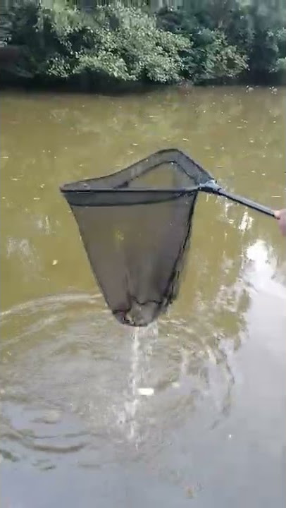 da fellas Sefton Park epic net fishing at least 20 fish one go