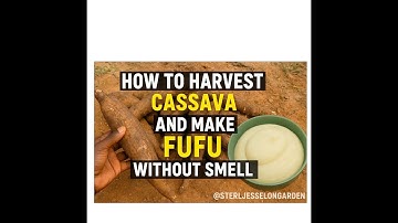 How to harvest cassava and make fufu without smell @SterlJessElongarden