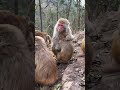 #KnowledgeSeedPlan Haha #Monkey