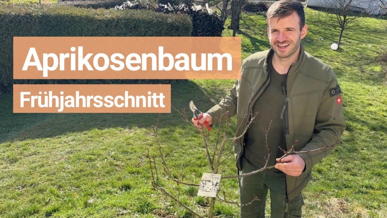 Aprikosenbaum schneiden - Frühjahrsschnitt Anleitung ✂️