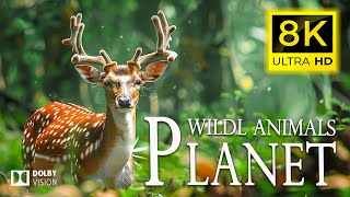 8K Wildlife Planet 🐾 Explore Beautiful Wildlife Relaxation Movies with Cinematic Sound (Animal Life)