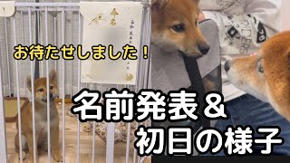 柴犬ページ mqdefault.jpg